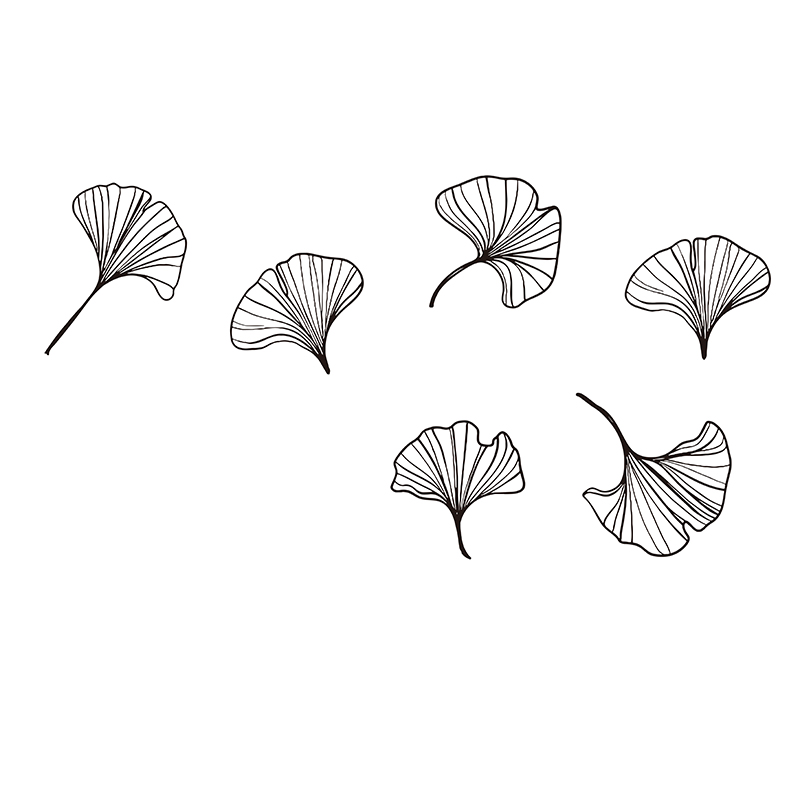 Groot pakket van 6 Ginkgo blad - Monstera Thai Constellation recensie en prijs